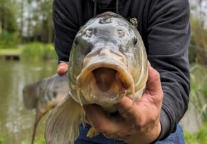 Carp, care fishing, fishing, angling, market rasen, lincoln lane lakes